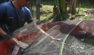 IMG-20241024-WA0104(1)